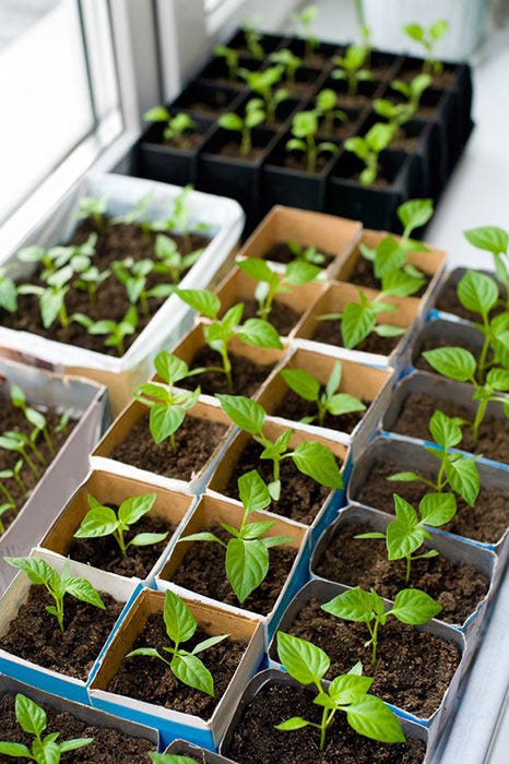 Get more out of your growing season by starting seedlings inside where they are protected from harsh temperatures.