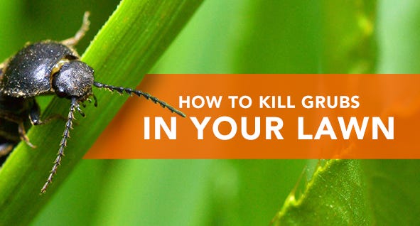 How to Kill Grubs in your Lawn