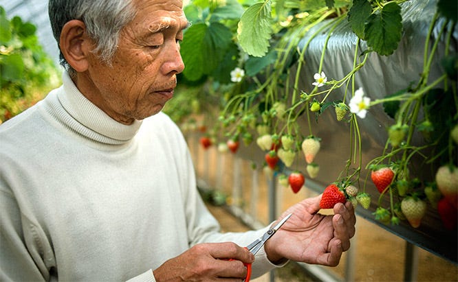 Certain fruits, berries and vegetables need to be handled delicately when harvesting. If you're not careful you could ruin your harvest.