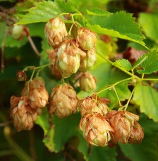 Harvest organic hops