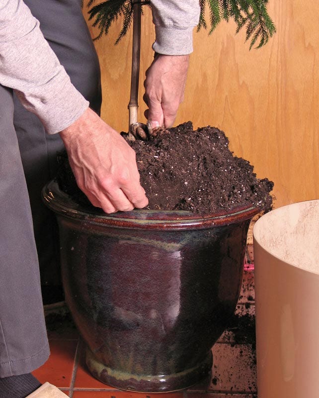 Avoid repotting a houseplant until it's about to begin spring growth