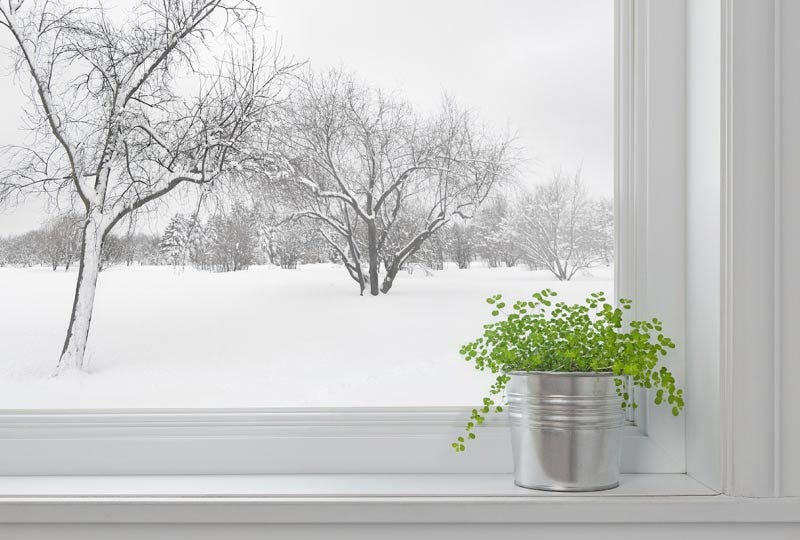 Drafty windows can hurt your houseplants