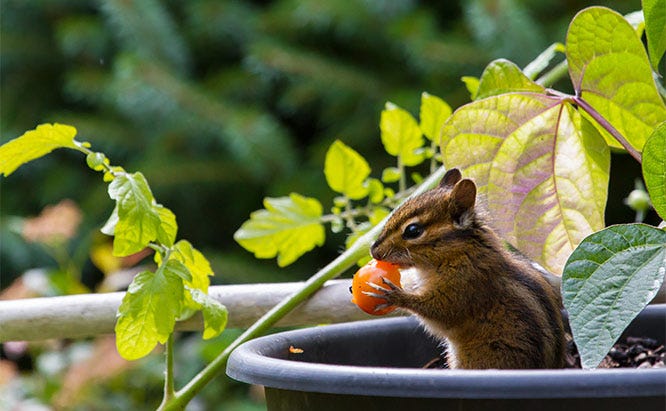 sb_us_kids_chipmunk_shutterstock_450857209