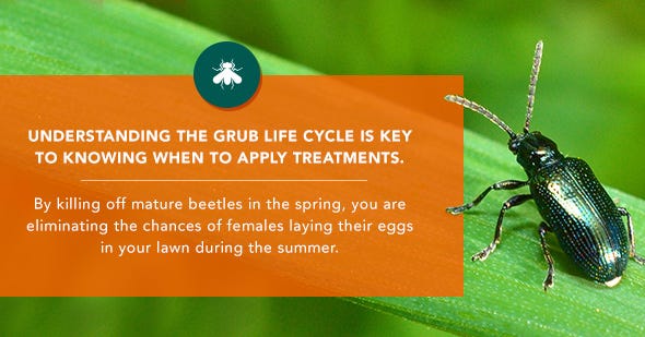 What Is Spring Grub Treatment and When Should It Be Done