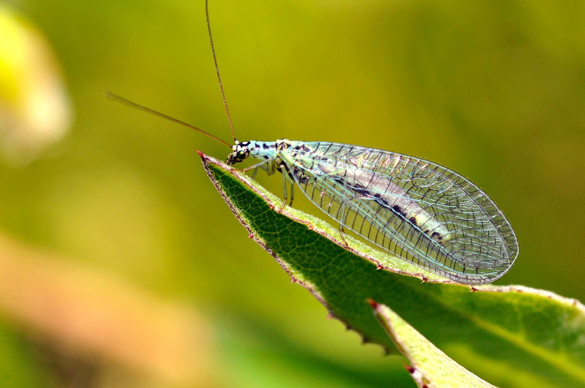 Lacewings are insects commonly used in biological pest control to fight a variety of pests, including thrips, mites, mealybugs and aphids.