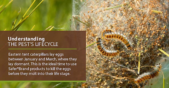 how to get rid of tent caterpillar