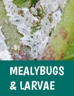 Mealybug Larva