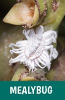 Mealybug