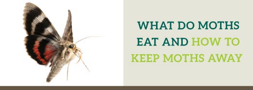 What do moths eat and how to keep moths away