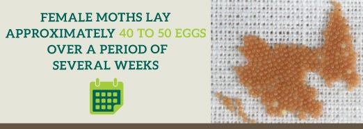 moth infestation: how many eggs to female moths lay
