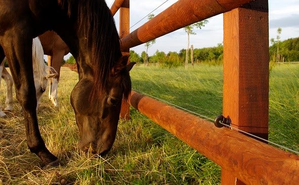 neem oil can be used around wildlife