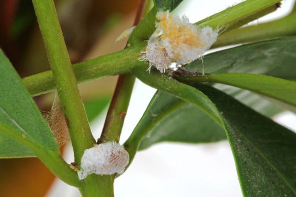 how to get rid of aphids