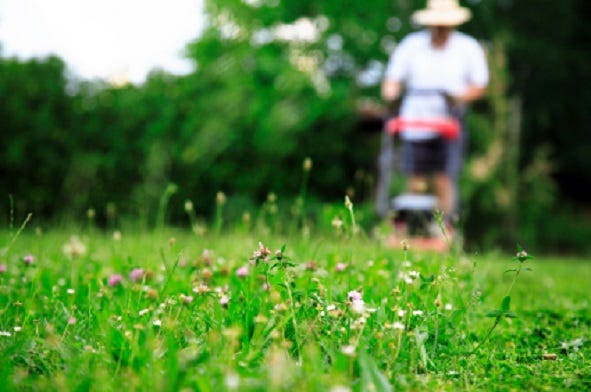 How to Use Neem Oil in your lawn