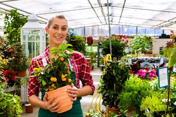 use neem oil insecticide in a greenhouse