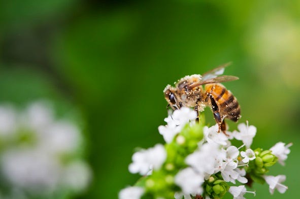 Neem oil insecticide won't harm bess, butterflies or other pollinators