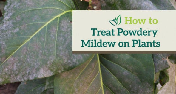  How to Treat Powdery Mildew on Plants