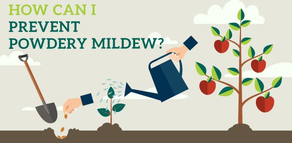 how to treat powdery mildew