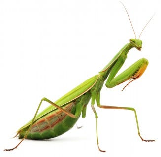 praying_mantis_411056