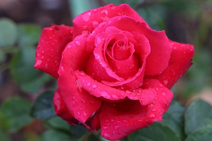 Best Rose Pick: Pretty Lady Rose
