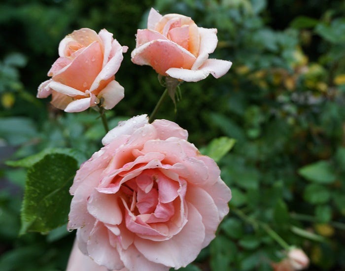 best roses to grow that are low maintenance and easy to care for. Photo by Alicia Lawrence