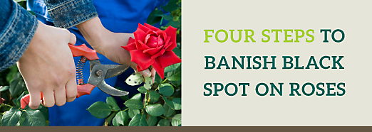 Four steps to banish black spots on roses