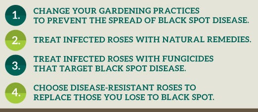 how to get rid of black spot on roses