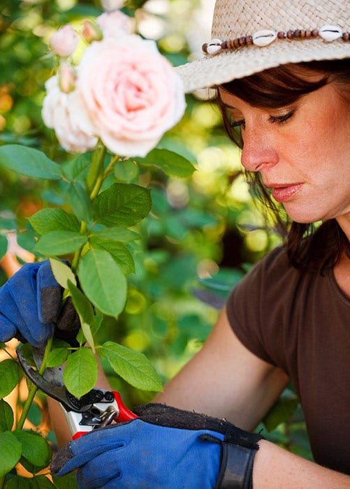 Rose pruning tips rose tips