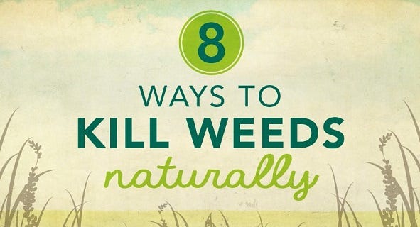 8 ways to kill weed naturally