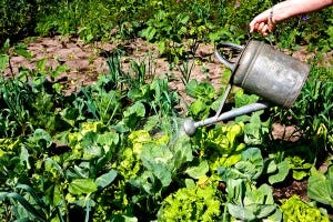 Watering your garden in the morning can be an effective garden slug control method. This gives plants time to absorb water and evaporation to occur before garden slugs come out at night.