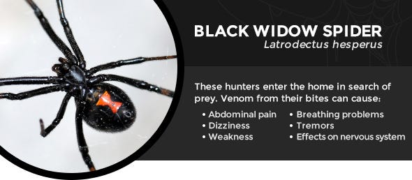 best way to get rid of black widow spiders