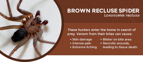 best way to get rid of brown recluse spiders