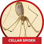 common household spiders - Cellar Spider