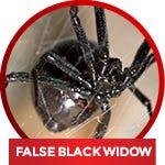 common household spiders - identify false black widow