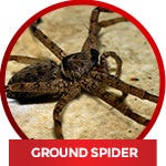 Identify spider-ground spider