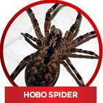 common household spiders - Hobo Spider