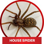 common household spiders