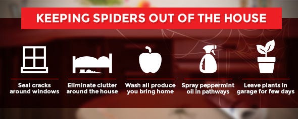 how to get rid of spiders in the house