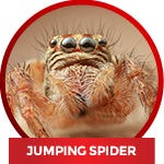 Jumping spider