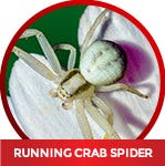 how to kill a running crab spider