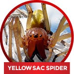 how to get rid of a yellow sac spider