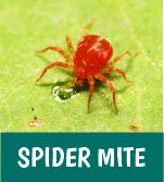 Spider Mite