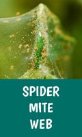 Spider Mite Web