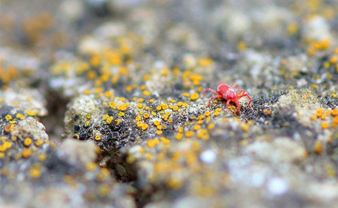 Red Mites spider mites