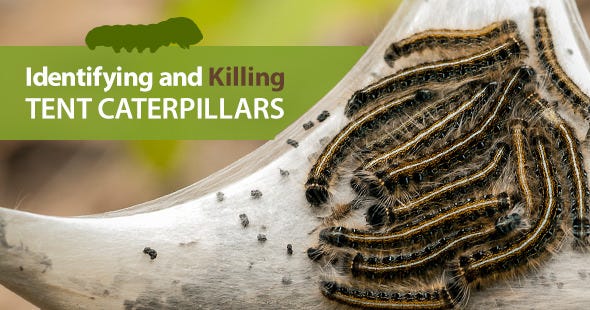 sb us tent banner1 Best Insecticide for Tent Caterpillars