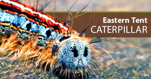 What does an eastern tent caterpillar look like and how to get rid of them