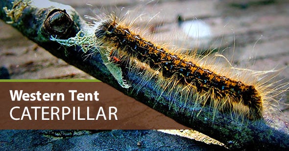 what does a western tenet caterpillar look like