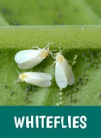 Whiteflies