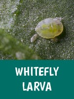 White Fly Larvea