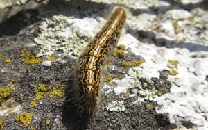 ID armyworms