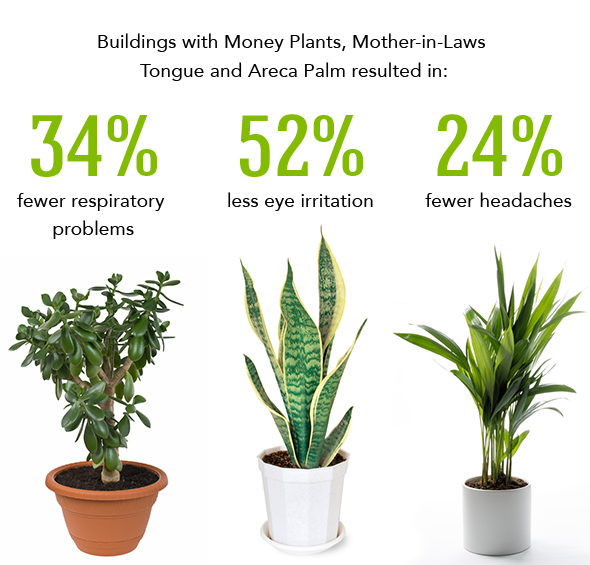 best plants to clean the air